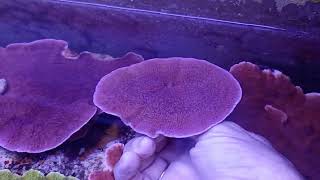 Montipora capricornis purple M CORAL GANDALF [upl. by Madel421]