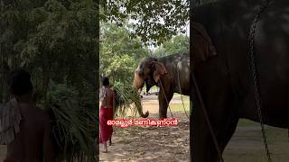 ഓമല്ലൂർ മണികണ്ഠൻ shortsfeed vlog omalur manikandan elephant kerala elephantvideo viraltrend [upl. by Vassaux]