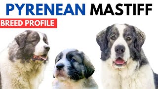 Pyrenean Mastiff Breed Profile History  Price  Traits  Pyrenean Mastiff Grooming Needs  Lifespan [upl. by Mylor154]