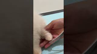 Paw hair trimming dog pets buddypet dogowner grooming petlover doglover fyp viralvideo [upl. by Yeniffit]