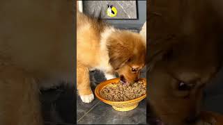 Funny Brown Puppy 🤩 shorts funny puppy pets [upl. by Gustaf]