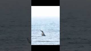 Avistaje de ballena en Necochea [upl. by Paluas]