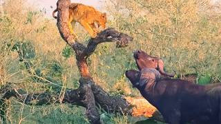 Buffaloes Break Tree with a Lion Cub that’s Stuck on it [upl. by Arted]