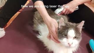 My senior cats evening routine  Aerokat inhaler  laser therapy with Photizo Vetcare [upl. by Onilecram]