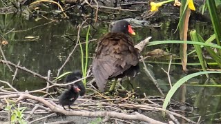 Moorhen family [upl. by Vail]