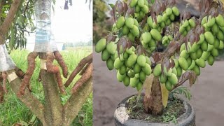 Cangkok susu mangga susun akar bagIImango grafting tree [upl. by Anoiuq]