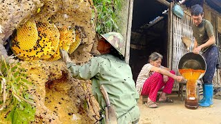 The poor husband exploits honey bees in the forest  Old grandparents harvest honey and beekeeping [upl. by Cathi]