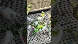 Budgies enjoying green food [upl. by Kcirdec765]