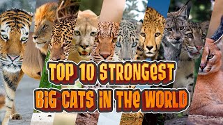 Top 10 Strongest Big Cats In The World [upl. by Ahsinehs]