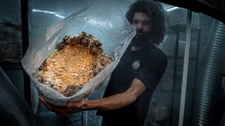 Fruiting Maitake Mushroom Production Blocks  Southwest Mushrooms [upl. by Kaya]