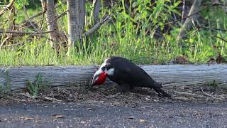 Pileated Woodpecker [upl. by Araihc]