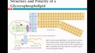 glycerophospholipids [upl. by Ferino]