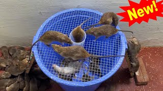 Best Mouse Trap 2023 🐭 The Simplest And Most Effective Homemade Mouse Trap 🐭 [upl. by Oiliruam]