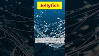 What REALLY Happens When a Jellyfish Stings You [upl. by Bromleigh]