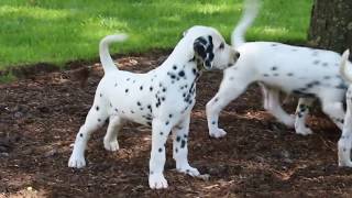 Dalmatian Puppies For Sale [upl. by Sisak]