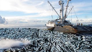 Big Net Purse Seining Commercial Tuna Fishing Caught Hundreds of tons of Fish on modern VESSEL [upl. by Anayit]