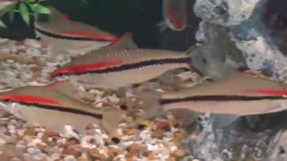 Redline torpedo barbs Denison barb Roselines up close in their 125 gallon tank [upl. by Otecina]