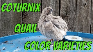 Coturnix Quail Color Varieties [upl. by Kidd]