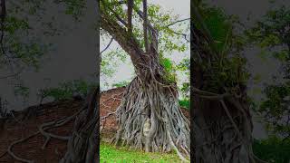 Uncovering Wat Mahathat Ayutthayas Iconic Buddha Head shorts [upl. by Weatherley]