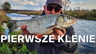 Pierwsze Wiosenne Klenie [upl. by Nuajed730]