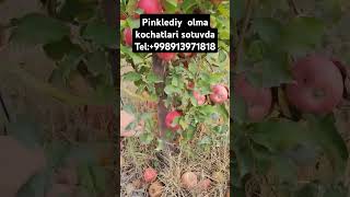 Pinklediy olmalari koʻchatlari sotuvda tel913971818 [upl. by Friend]