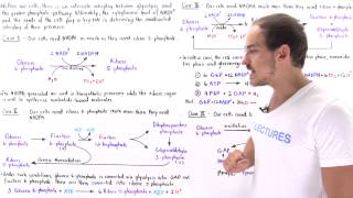 Interplay of Glycolysis and Pentose Phosphate Pathway [upl. by Carlstrom828]