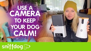 Dogs Cameras All You Need to Know [upl. by Enilhtak]