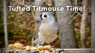 Tufted Titmouse Time [upl. by Assilen]