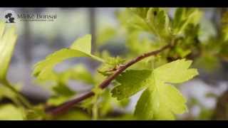 43 How to care for English Hawthorn Crataegus monogyna as Bonsai Trees [upl. by Idou]