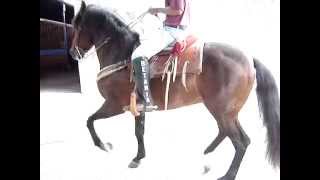 caballo portugues bailando [upl. by Gaskin]