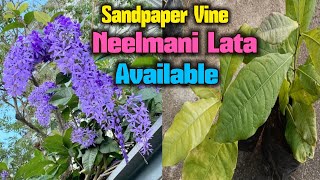 Sandpaper Vine Neelmani Lata Petrea volubilis Available for Garden Gyan Subscribers [upl. by Seigel]