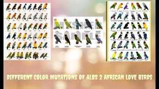 DIFFERENT COLOR MUTATIONS OF ALBS 2 AFRICAN LOVE BIRDS [upl. by Palermo]