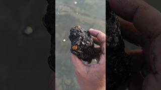 Sea stones combined with tar seastone shorts shortsvideo [upl. by Ailugram13]