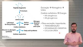 Compostos nitrogenados e Catabolismo de aminoácidos [upl. by Acihsay679]