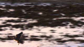 Kite vs Peregrine Falcon vs Dowitchers [upl. by Norene]