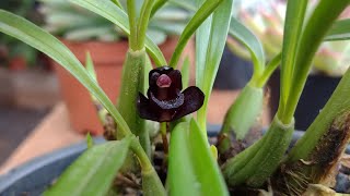 Orquídea negra Maxillaria schunkeana [upl. by Rastus]