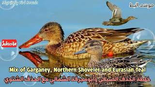 موسم البطخلطة الحذف الصيفي وأبومجرفة الشمالي مع الحذف الشتوي Mix of Garganey NShoveler and ETeal [upl. by Oflodur]