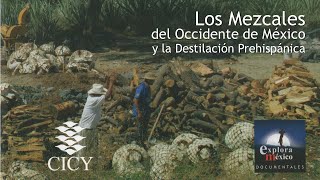 Los Mezcales del Occidente de México y la Destilación Prehispánica [upl. by Paucker141]