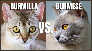 Burmilla Cat VS Burmese Cat [upl. by Jarin]