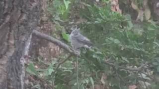 Gobemouche gris juvenule Spotted Flycatcher young [upl. by Tinaret952]