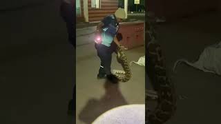 Python snake 🐍 found in JNPT port wildlife viralvideo [upl. by Zebe]