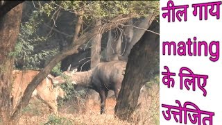 nilgai milan [upl. by Sinoda6]