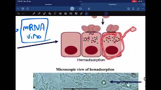 Microbiology lab 1 part 2 [upl. by Husch]