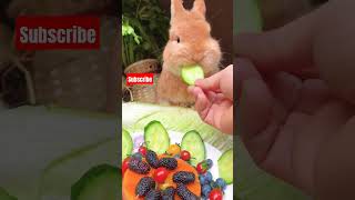 So Cute Rabbit Eating cute rabbit kelinci [upl. by Frendel269]