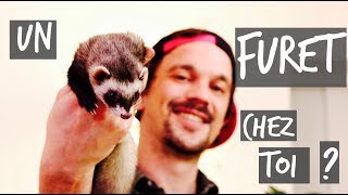 UN FURET CHEZ TOI   TUTO TOOPET [upl. by Rickard]