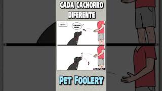 A diferença ENTRE os meus CACHORROS [upl. by Acnairb]