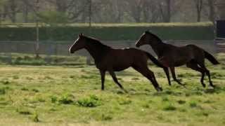 競走馬の牧場で、生きていく。BOKUJOB プレフェア2014 阪神・中京競馬場 [upl. by Yahsram692]