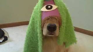 Funny Golden Retriever Dogs Star in quotPurple People Eaterquot [upl. by Matthias]