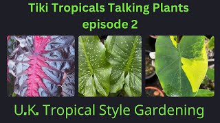 Talking Tropical Plants Zantedeschia and Colocasia [upl. by Chadwick]