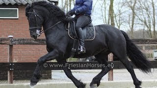 Friesian Horse Baroque dressage and driving stallion [upl. by Mcquillin]